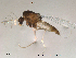  ( - Finnmark600)  @13 [ ] CreativeCommons - Attribution Non-Commercial Share-Alike (2012) NTNU Museum of Natural History and Archaeology NTNU Museum of Natural History and Archaeology