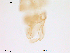  (Krenosmittia cf. boreoalpina - Finnmark610)  @12 [ ] CreativeCommons - Attribution Non-Commercial Share-Alike (2012) NTNU Museum of Natural History and Archaeology NTNU Museum of Natural History and Archaeology