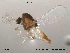  (Corynoneura sp. 4ES - Finnmark620)  @13 [ ] CreativeCommons - Attribution Non-Commercial Share-Alike (2012) NTNU Museum of Natural History and Archaeology NTNU Museum of Natural History and Archaeology