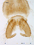  ( - Finnmark633)  @12 [ ] CreativeCommons - Attribution Non-Commercial Share-Alike (2012) NTNU Museum of Natural History and Archaeology NTNU Museum of Natural History and Archaeology