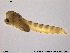  ( - Finnmark817)  @12 [ ] CreativeCommons - Attribution Non-Commercial Share-Alike (2014) NTNU University Museum, Department of Natural History NTNU University Museum, Department of Natural History