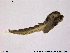  ( - Finnmark818)  @12 [ ] CreativeCommons - Attribution Non-Commercial Share-Alike (2014) NTNU University Museum, Department of Natural History NTNU University Museum, Department of Natural History
