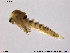  (Nanocladius dichromus - Finnmark834)  @13 [ ] CreativeCommons - Attribution Non-Commercial Share-Alike (2014) NTNU University Museum, Department of Natural History NTNU University Museum, Department of Natural History