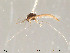  (Tanytarsus aculeatus - Finnmark199)  @13 [ ] CreativeCommons - Attribution Non-Commercial Share-Alike (2012) NTNU Museum of Natural History and Archaeology NTNU Museum of Natural History and Archaeology