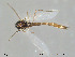  (Parachironomus subalpinus - Finnmark225)  @12 [ ] CreativeCommons - Attribution Non-Commercial Share-Alike (2012) NTNU Museum of Natural History and Archaeology NTNU Museum of Natural History and Archaeology