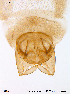  ( - Finnmark228)  @12 [ ] CreativeCommons - Attribution Non-Commercial Share-Alike (2012) NTNU Museum of Natural History and Archaeology NTNU Museum of Natural History and Archaeology