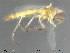  (Parachironomus siljanensis - Finnmark261)  @13 [ ] CreativeCommons - Attribution Non-Commercial Share-Alike (2012) NTNU Museum of Natural History and Archaeology NTNU Museum of Natural History and Archaeology