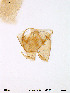  ( - Finnmark263)  @12 [ ] CreativeCommons - Attribution Non-Commercial Share-Alike (2012) NTNU Museum of Natural History and Archaeology NTNU Museum of Natural History and Archaeology