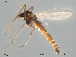  (Tvetenia duodenaria - Finnmark289)  @13 [ ] CreativeCommons - Attribution Non-Commercial Share-Alike (2012) NTNU Museum of Natural History and Archaeology NTNU Museum of Natural History and Archaeology