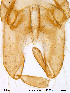  (Paraphaenocladius sp. 2ES - Finnmark319)  @12 [ ] CreativeCommons - Attribution Non-Commercial Share-Alike (2012) NTNU Museum of Natural History and Archaeology NTNU Museum of Natural History and Archaeology
