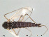  (Chaetocladius grandilobus - Finnmark332)  @12 [ ] CreativeCommons - Attribution Non-Commercial Share-Alike (2012) NTNU Museum of Natural History and Archaeology NTNU Museum of Natural History and Archaeology