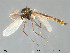  (Heterotrissocladius grimshawi - Finnmark381)  @13 [ ] CreativeCommons - Attribution Non-Commercial Share-Alike (2012) NTNU Museum of Natural History and Archaeology NTNU Museum of Natural History and Archaeology