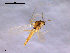  (Stempellinella brevis - Finnmark718)  @13 [ ] CreativeCommons - Attribution Non-Commercial Share-Alike (2011) NTNU Museum of Natural History and Archaeology NTNU Museum of Natural History and Archaeology