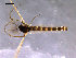  ( - Finnmark722)  @13 [ ] CreativeCommons - Attribution Non-Commercial Share-Alike (2011) NTNU Museum of Natural History and Archaeology NTNU Museum of Natural History and Archaeology