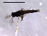  (Pseudosmittia mathildae - Finnmark732)  @12 [ ] CreativeCommons - Attribution Non-Commercial Share-Alike (2011) NTNU Museum of Natural History and Archaeology NTNU Museum of Natural History and Archaeology