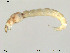  (Corynoneura sp. 20ES - Finnmark764)  @12 [ ] CreativeCommons - Attribution Non-Commercial Share-Alike (2012) NTNU Museum of Natural History and Archaeology NTNU Museum of Natural History and Archaeology