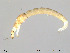  (Corynoneura sp. 15ES - Finnmark800)  @13 [ ] CreativeCommons - Attribution Non-Commercial Share-Alike (2012) NTNU Museum of Natural History and Archaeology NTNU Museum of Natural History and Archaeology