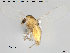 (Corynoneura sp. 26ES - Finnmark857)  @14 [ ] CreativeCommons - Attribution Non-Commercial Share-Alike (2015) NTNU University Museum, Department of Natural History NTNU University Museum, Department of Natural History