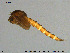  ( - Finnmark877)  @13 [ ] Creative Commons  Attribution Non-Commercial Share-Alike (2016) NTNU University Museum, Department of Natural History NTNU University Museum, Department of Natural History