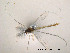  (Micropsectra logani - Finnmark09)  @13 [ ] CreativeCommons - Attribution Non-Commercial Share-Alike (2012) NTNU Museum of Natural History and Archaeology NTNU Museum of Natural History and Archaeology