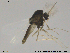  (Corynoneura sp. 17ES - RIN_CH22)  @13 [ ] CreativeCommons - Attribution Non-Commercial Share-Alike (2013) Mona Saursaunet, NTNU Museum of Natural History and Archeology NTNU Museum of Natural History and Archeology