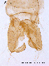  ( - BJ175)  @12 [ ] CreativeCommons - Attribution Non-Commercial Share-Alike (2011) NTNU Museum of Natural History and Archaeology NTNU Museum of Natural History and Archaeology