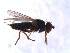  ( - BJ261)  @12 [ ] CreativeCommons - Attribution Non-Commercial Share-Alike (2011) NTNU Museum of Natural History and Archaeology NTNU Museum of Natural History and Archaeology