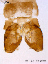  ( - BJ68)  @12 [ ] CreativeCommons - Attribution Non-Commercial Share-Alike (2011) NTNU Museum of Natural History and Archaeology NTNU Museum of Natural History and Archaeology