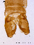  ( - BJ69)  @12 [ ] CreativeCommons - Attribution Non-Commercial Share-Alike (2011) NTNU Museum of Natural History and Archaeology NTNU Museum of Natural History and Archaeology
