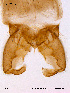  ( - BJ71)  @12 [ ] CreativeCommons - Attribution Non-Commercial Share-Alike (2011) NTNU Museum of Natural History and Archaeology NTNU Museum of Natural History and Archaeology