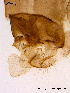  ( - BJ80)  @12 [ ] CreativeCommons - Attribution Non-Commercial Share-Alike (2011) NTNU Museum of Natural History and Archaeology NTNU Museum of Natural History and Archaeology