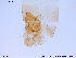  ( - SV126)  @12 [ ] CreativeCommons - Attribution Non-Commercial Share-Alike (2013) NTNU Museum of Natural History and Archaeology NTNU Museum of Natural History and Archaeology