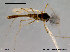  ( - SV245)  @13 [ ] CreativeCommons - Attribution Non-Commercial Share-Alike (2010) Unspecified NTNU Museum of Natural History and Archaeology