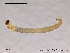  ( - SV283)  @12 [ ] CreativeCommons - Attribution Non-Commercial Share-Alike (2010) Unspecified NTNU Museum of Natural History and Archaeology