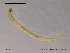  ( - SV397)  @12 [ ] CreativeCommons - Attribution Non-Commercial Share-Alike (2010) Unspecified NTNU Museum of Natural History and Archaeology