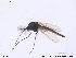 ( - SV505)  @13 [ ] CreativeCommons - Attribution Non-Commercial Share-Alike (2013) NTNU Museum of Natural History and Archaeology NTNU Museum of Natural History and Archaeology