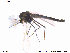  ( - SV508)  @13 [ ] CreativeCommons - Attribution Non-Commercial Share-Alike (2013) NTNU Museum of Natural History and Archaeology NTNU Museum of Natural History and Archaeology
