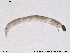  ( - SV 694)  @12 [ ] CreativeCommons - Attribution Non-Commercial Share-Alike (2013) NTNU Museum of Natural History and Archaeology NTNU Museum of Natural History and Archaeology
