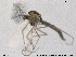  ( - SV 731)  @12 [ ] CreativeCommons - Attribution Non-Commercial Share-Alike (2013) NTNU Museum of Natural History and Archaeology NTNU Museum of Natural History and Archaeology