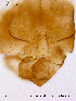 ( - SV76)  @12 [ ] CreativeCommons - Attribution Non-Commercial Share-Alike (2011) NTNU Museum of Natural History and Archaeology NTNU Museum of Natural History and Archaeology