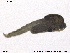  ( - SV 768)  @12 [ ] CreativeCommons - Attribution Non-Commercial Share-Alike (2013) NTNU Museum of Natural History and Archaeology NTNU Museum of Natural History and Archaeology
