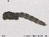  ( - SV 776)  @12 [ ] CreativeCommons - Attribution Non-Commercial Share-Alike (2013) NTNU Museum of Natural History and Archaeology NTNU Museum of Natural History and Archaeology