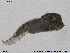  ( - SV 779)  @12 [ ] CreativeCommons - Attribution Non-Commercial Share-Alike (2013) NTNU Museum of Natural History and Archaeology NTNU Museum of Natural History and Archaeology