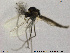  ( - SV 832)  @13 [ ] CreativeCommons - Attribution Non-Commercial Share-Alike (2013) NTNU Museum of Natural History and Archaeology NTNU Museum of Natural History and Archaeology