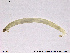  ( - SV 838)  @12 [ ] CreativeCommons - Attribution Non-Commercial Share-Alike (2013) NTNU Museum of Natural History and Archaeology NTNU Museum of Natural History and Archaeology