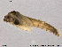  ( - SV 848)  @12 [ ] CreativeCommons - Attribution Non-Commercial Share-Alike (2013) NTNU Museum of Natural History and Archaeology NTNU Museum of Natural History and Archaeology