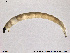  ( - SV 849)  @12 [ ] CreativeCommons - Attribution Non-Commercial Share-Alike (2013) NTNU Museum of Natural History and Archaeology NTNU Museum of Natural History and Archaeology