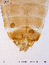  ( - SV85)  @12 [ ] CreativeCommons - Attribution Non-Commercial Share-Alike (2011) NTNU Museum of Natural History and Archaeology NTNU Museum of Natural History and Archaeology