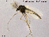 ( - SV 868)  @13 [ ] CreativeCommons - Attribution Non-Commercial Share-Alike (2013) NTNU Museum of Natural History and Archaeology NTNU Museum of Natural History and Archaeology