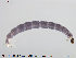  (Metriocnemus sp. 8ES - SV 905)  @13 [ ] CreativeCommons - Attribution Non-Commercial Share-Alike (2014) NTNU University Museum, Department of Natural History NTNU University Museum, Department of Natural History